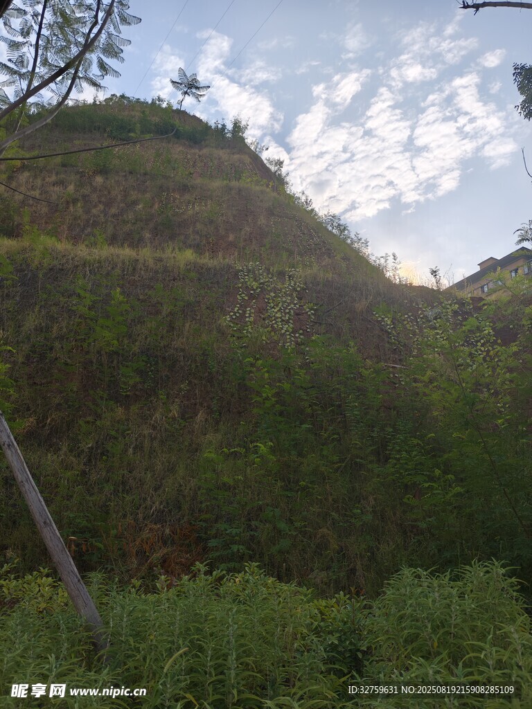 綠意盎然的山坡景致