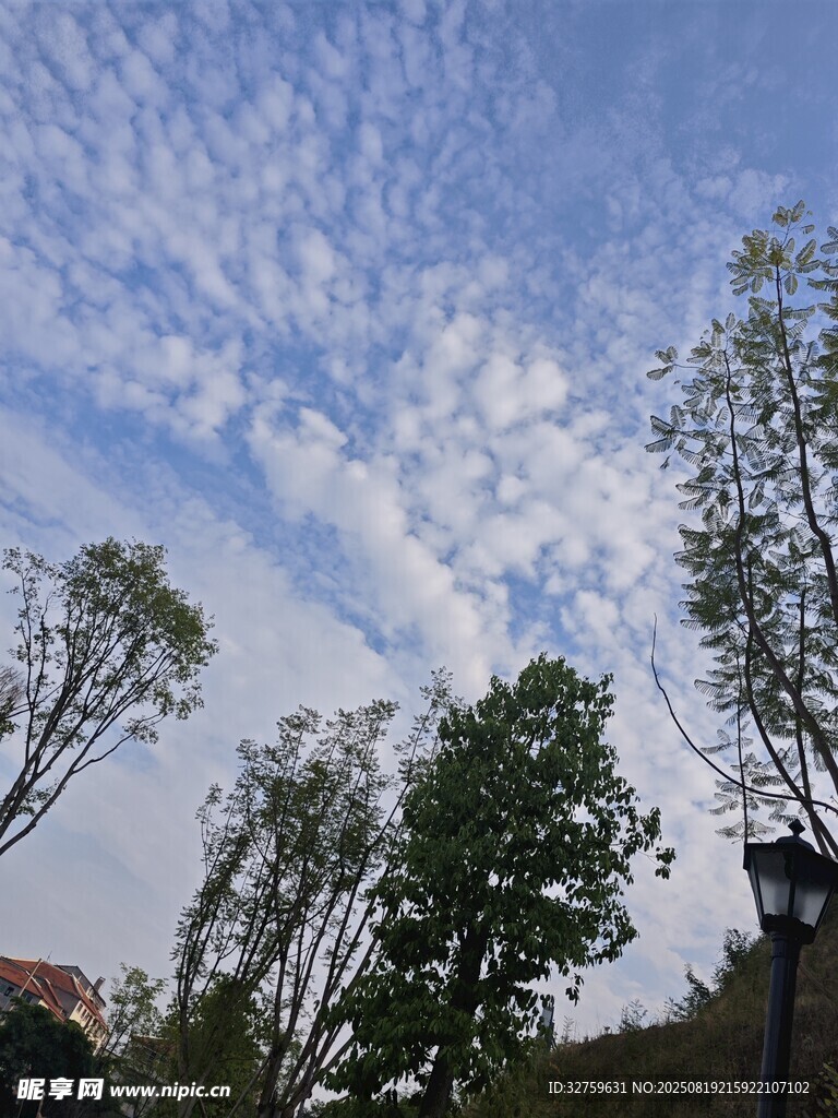 藍(lán)天白云下的樹(shù)木景觀