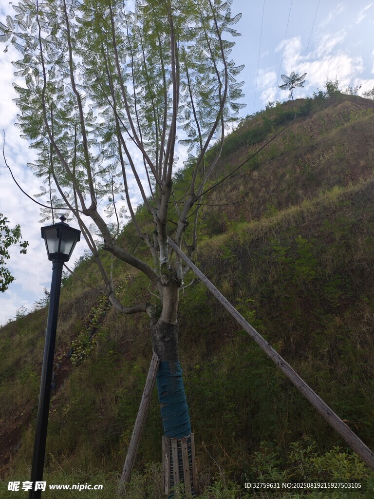 山坡上綁支架的樹木