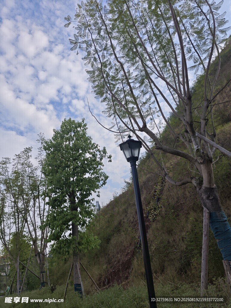 山間路燈與蔥郁樹木景觀