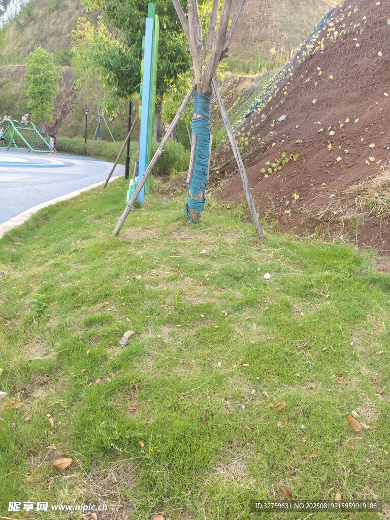 路邊綠意盎然的草地景觀