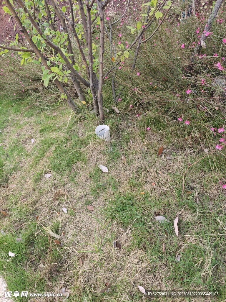 春日草地旁的綠植景象