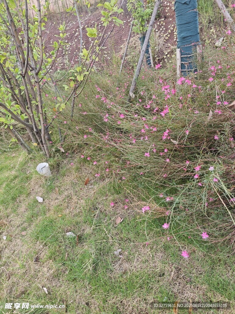 戶(hù)外草叢與低矮植物景觀(guān)