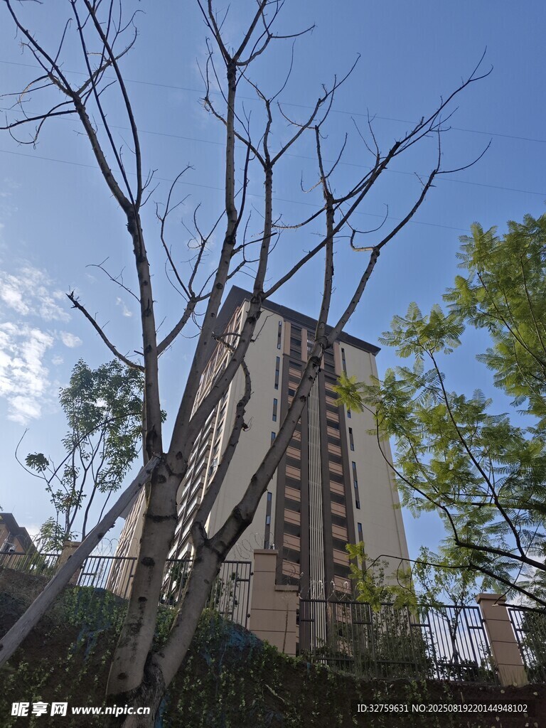 高樓旁的樹木與晴朗天空