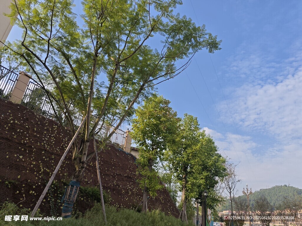 戶外綠樹藍天風景圖