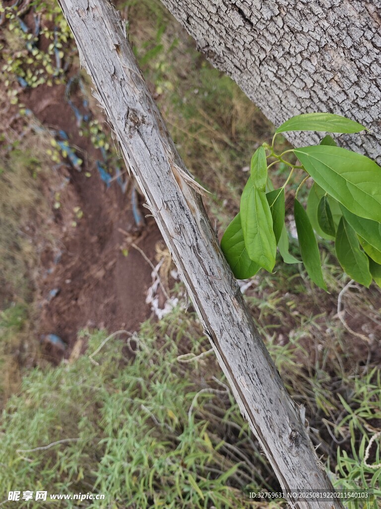 戶外木桿旁的自然景象