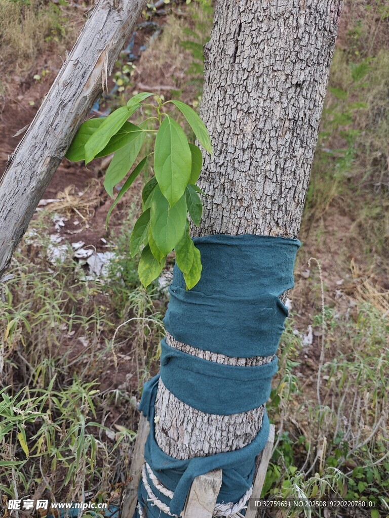 樹干纏繞物與新生綠葉