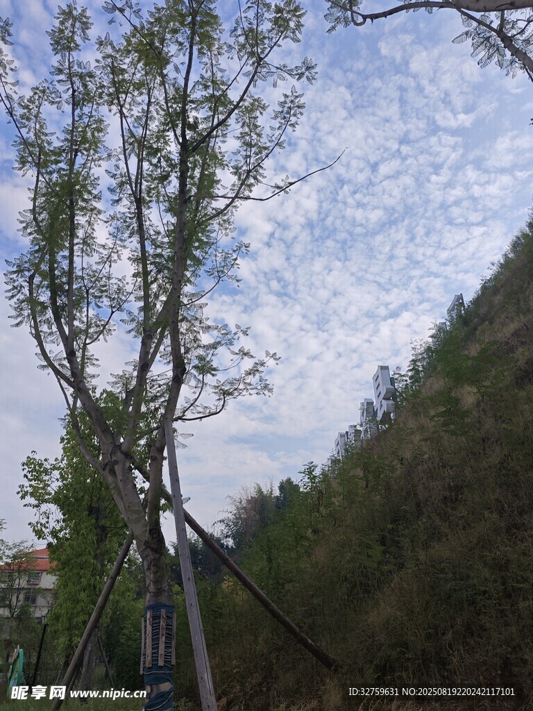 山間樹木與藍(lán)天白云景致