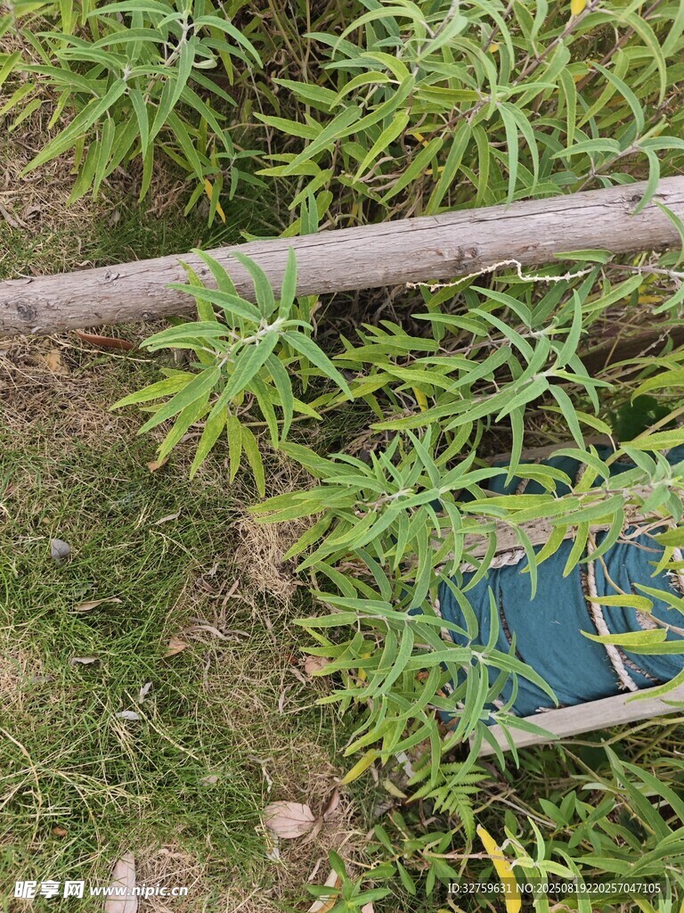 綠植環(huán)繞中的藍(lán)色物件
