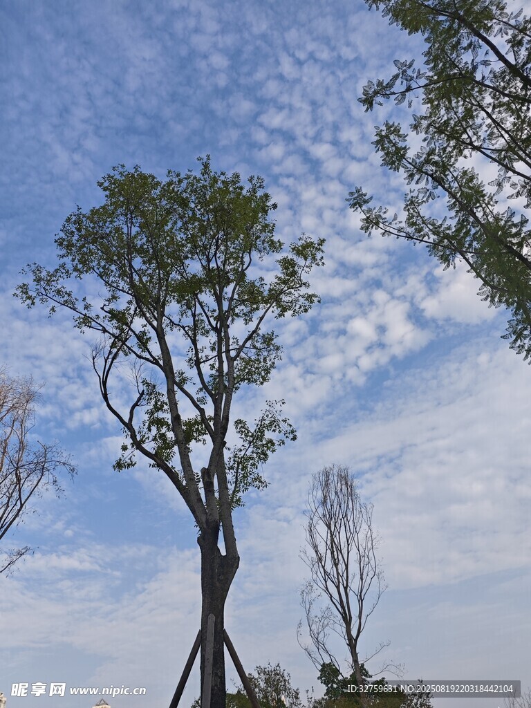 藍天之下的挺拔樹木