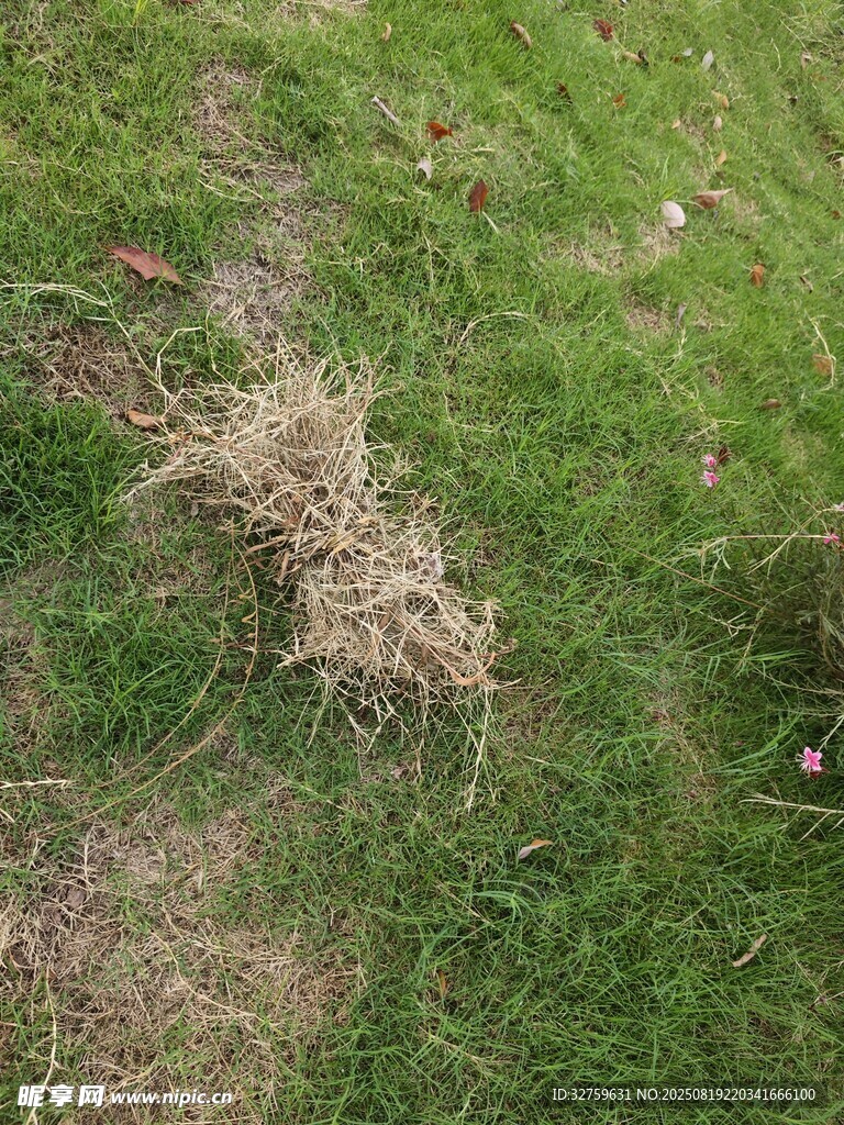 草地上的干草堆