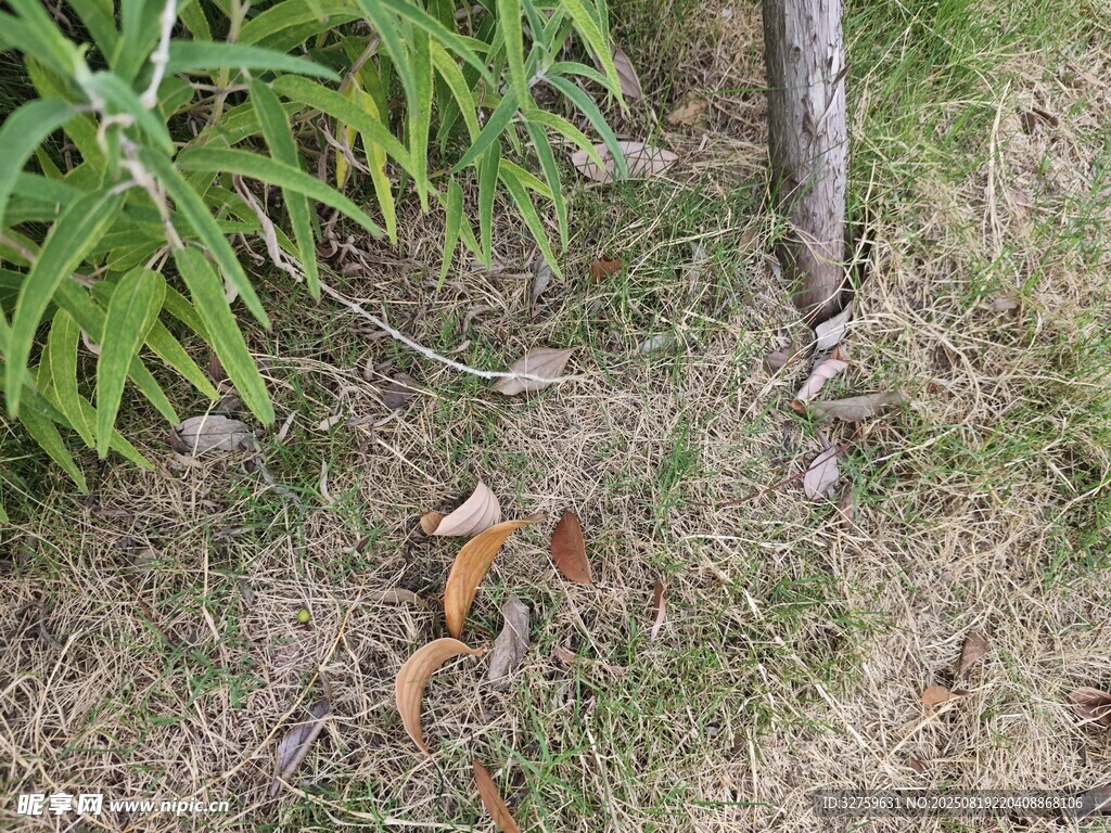 草叢中的松鼠