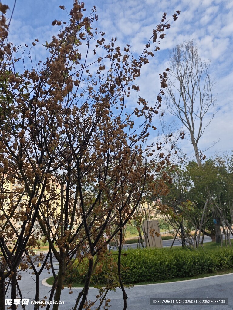 春日路旁樹木與藍(lán)天景致