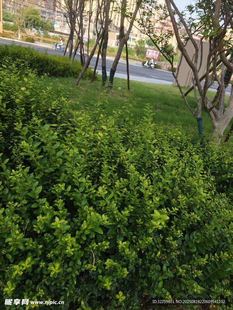 綠意盎然的路邊灌木叢