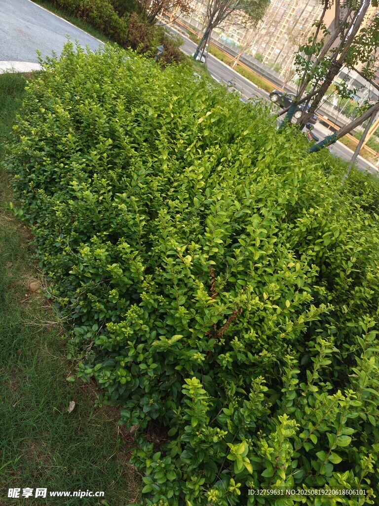 翠綠整齊的戶外灌木叢