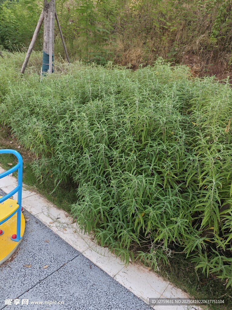 路邊綠植景觀