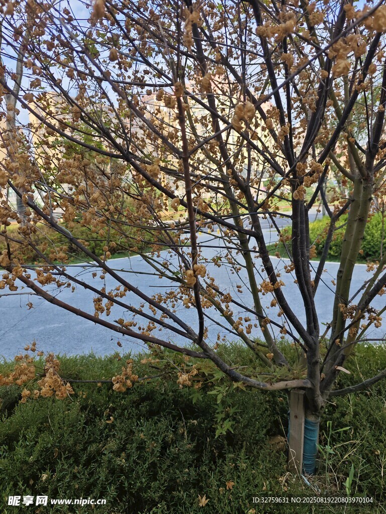 湖畔樹木景致