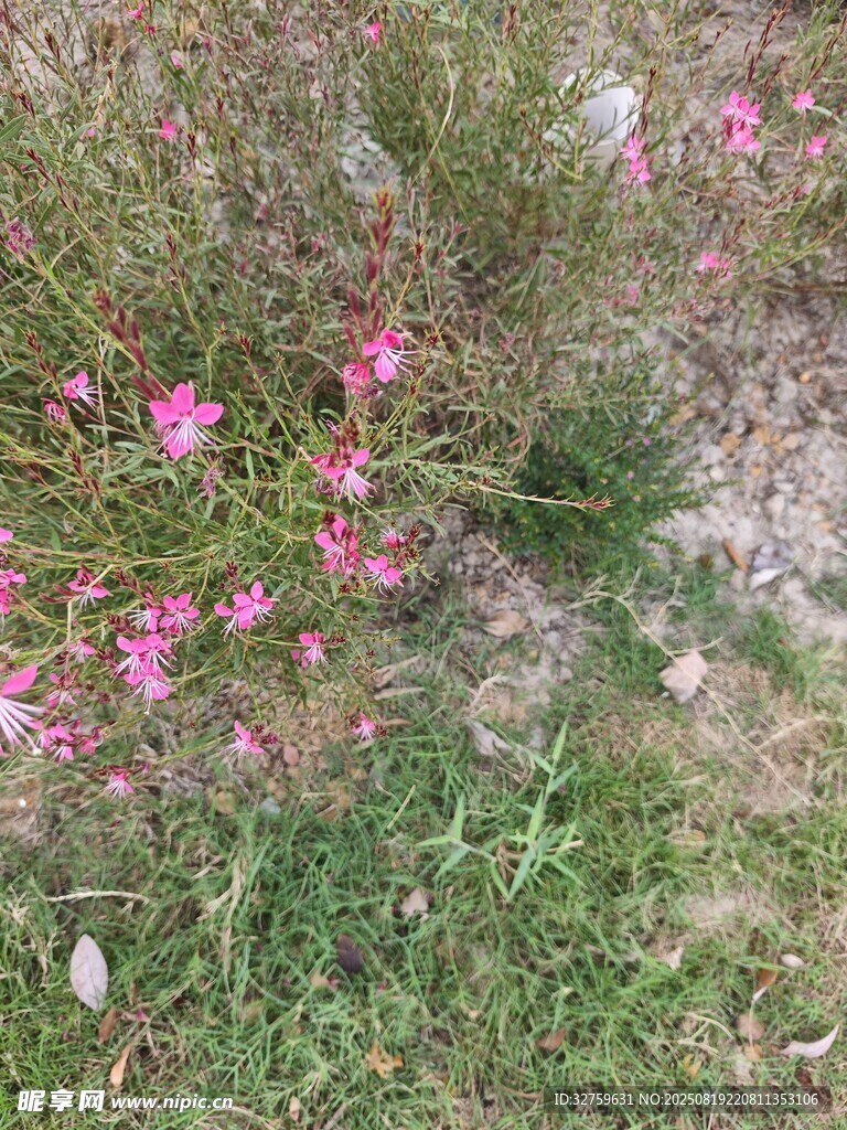 草叢中的粉色小花