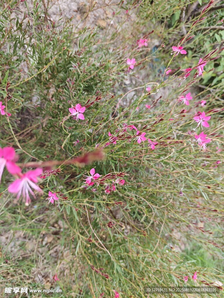 粉色小花綻放于草叢間