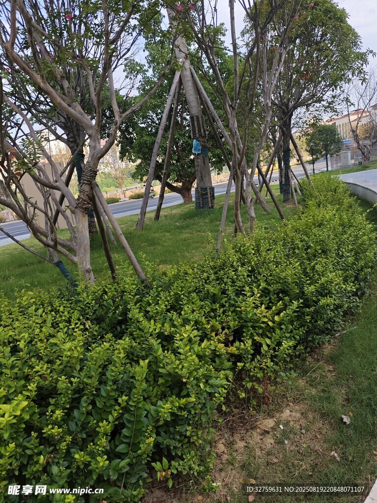 路邊綠樹與繁茂灌木叢