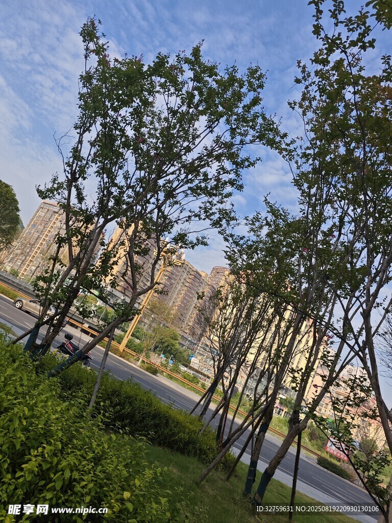 城市路邊綠樹(shù)與建筑景觀