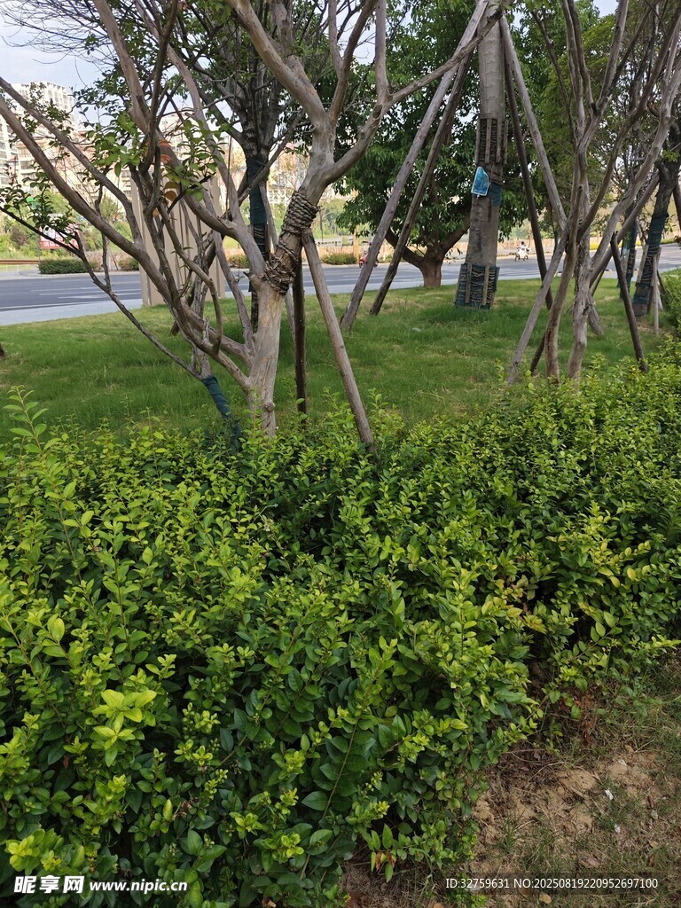 路邊繁茂綠植景觀