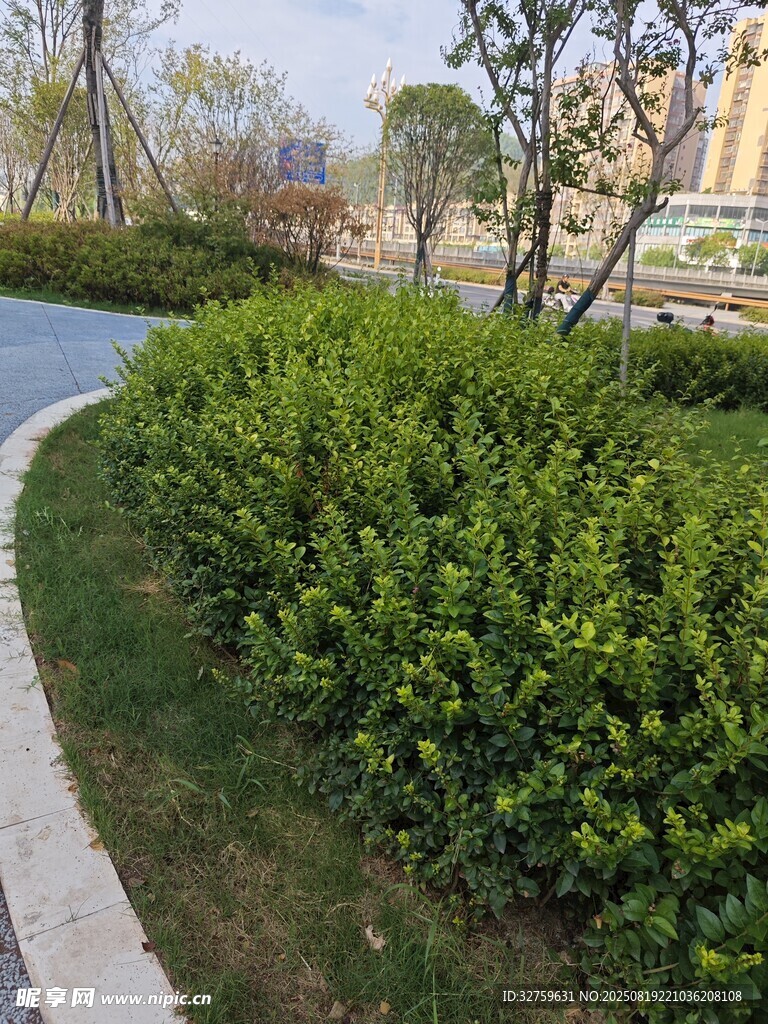 路邊綠意盎然的灌木叢