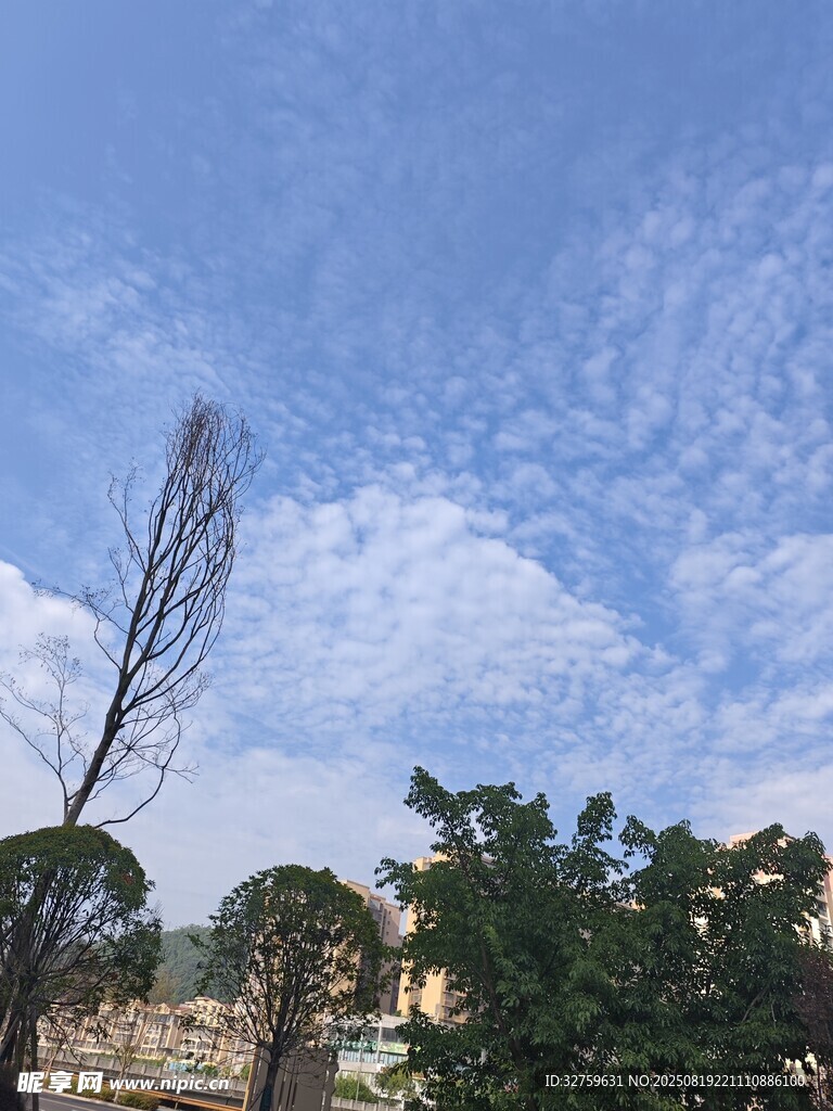 藍(lán)天白云下的樹木景觀