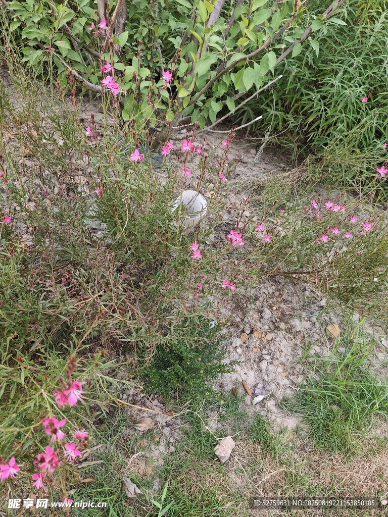草叢中的粉色小花