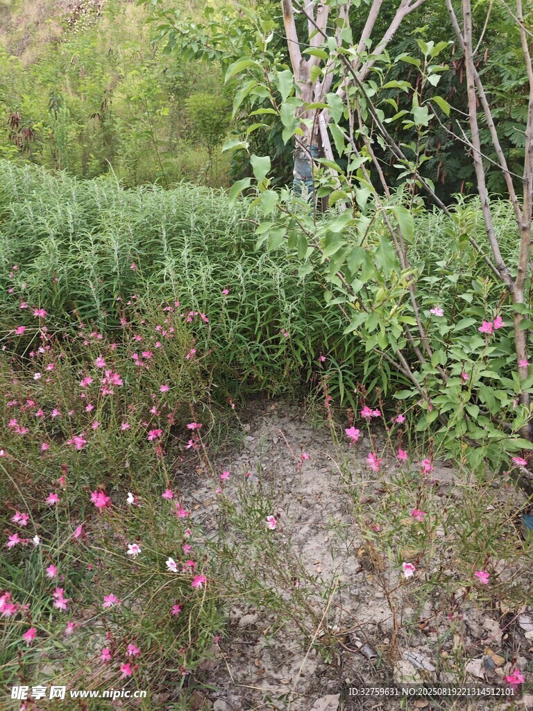 野外繽紛花草景觀