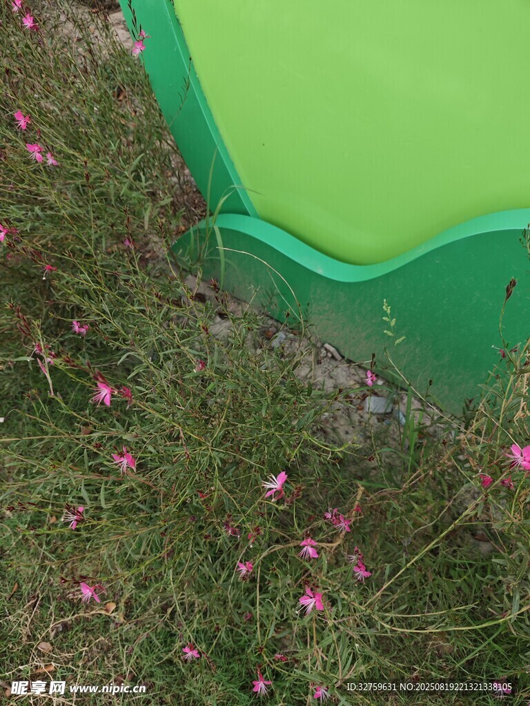 綠邊草叢中的粉色小花