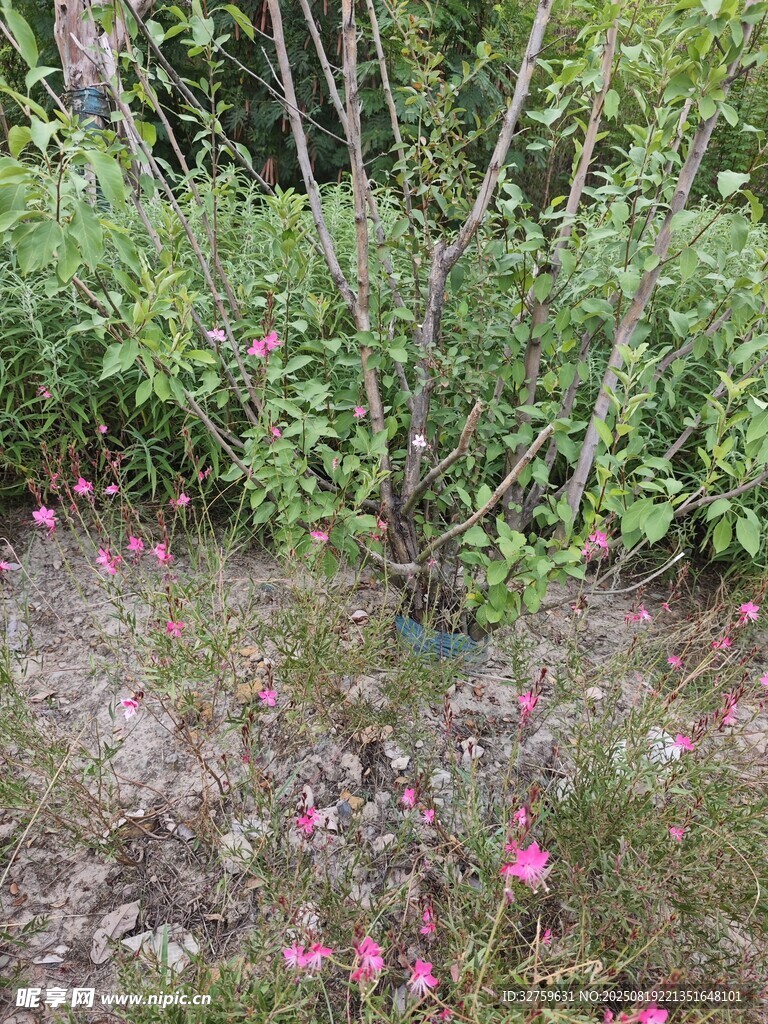 花園中的綠植與散落花瓣