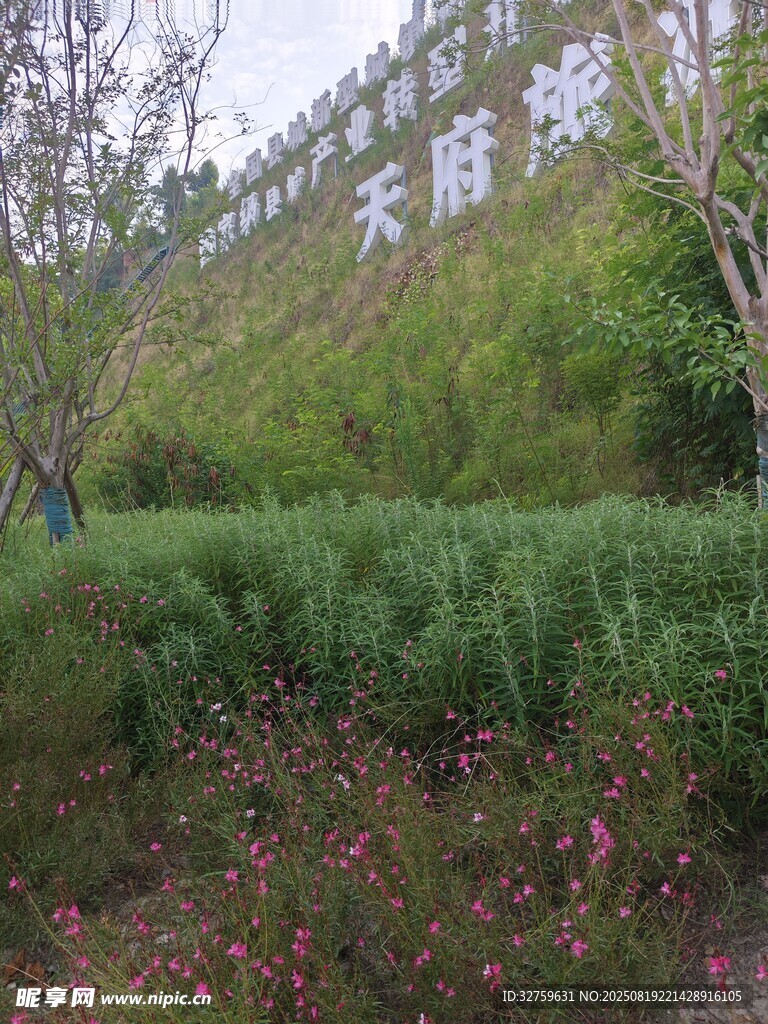山林間的綠植景觀