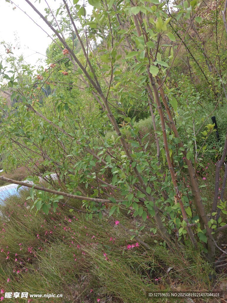 野外繁茂綠植景象