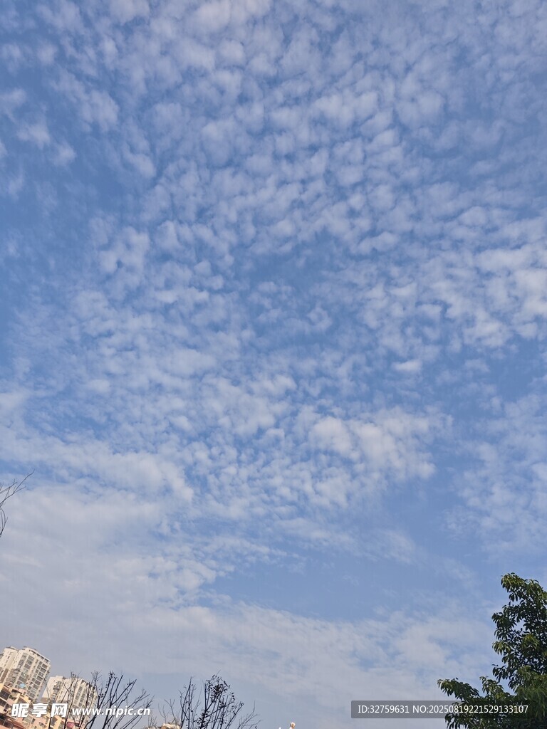 藍(lán)天白云下的樹(shù)梢景致