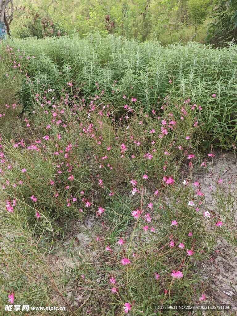 野外綻放的粉色小花