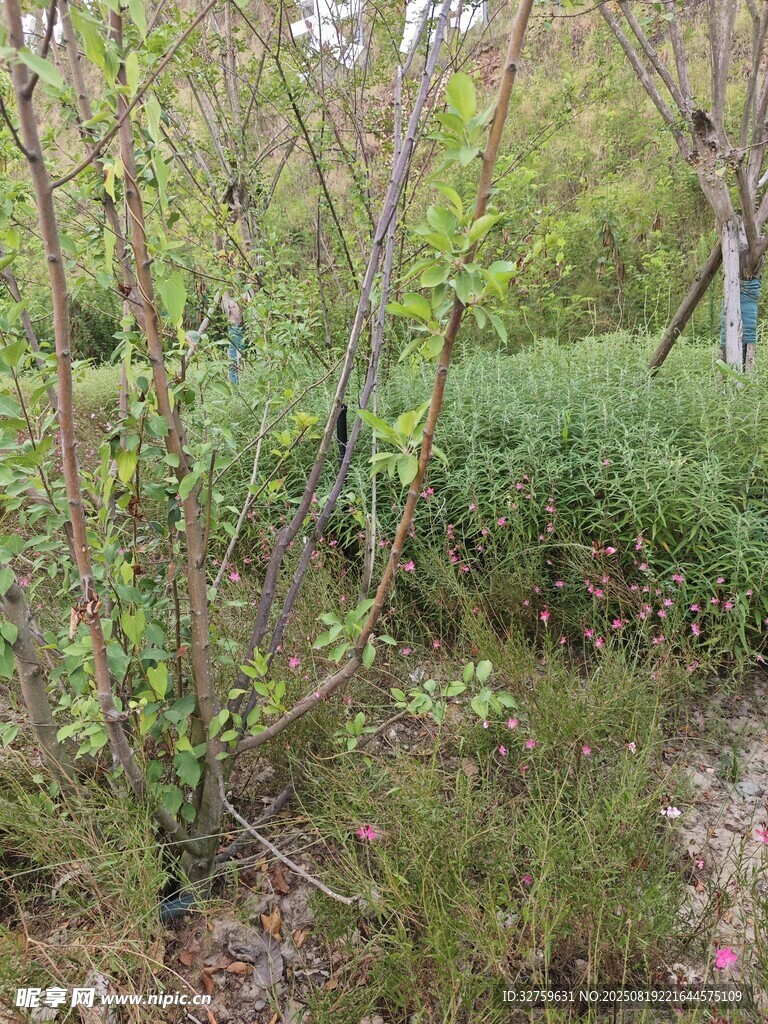 春日野外的綠植景觀