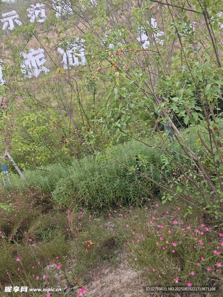秀麗山林間的自然景致