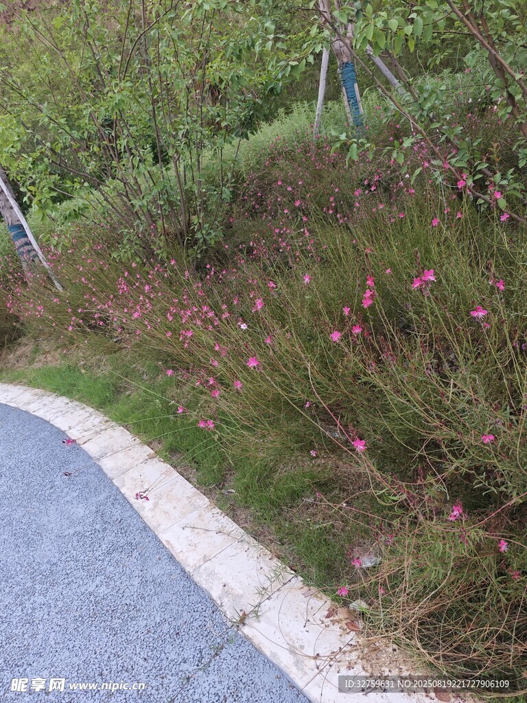 路邊的繁茂花草植物