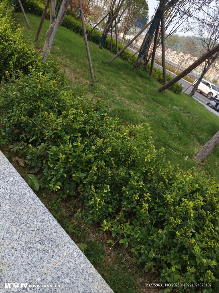 城市街邊綠植景觀