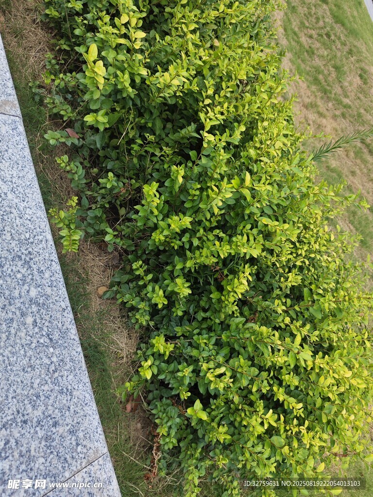 路邊翠綠灌木叢