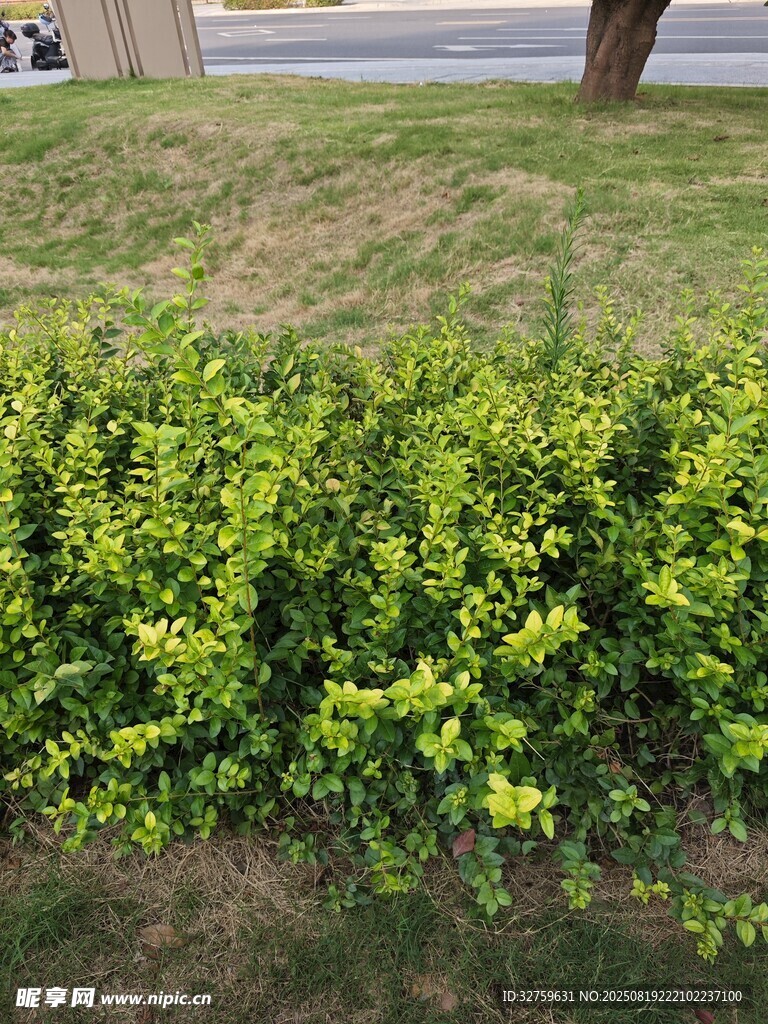 翠綠繁茂的低矮灌木叢