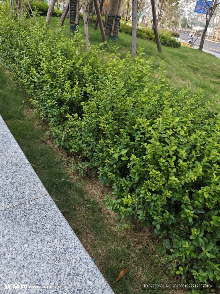路邊翠綠灌木叢景觀