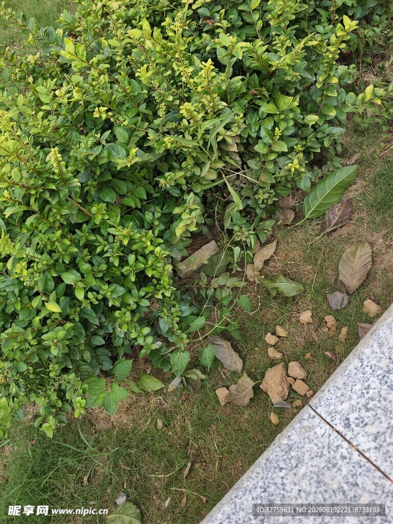 石徑旁綠意盎然的灌木叢