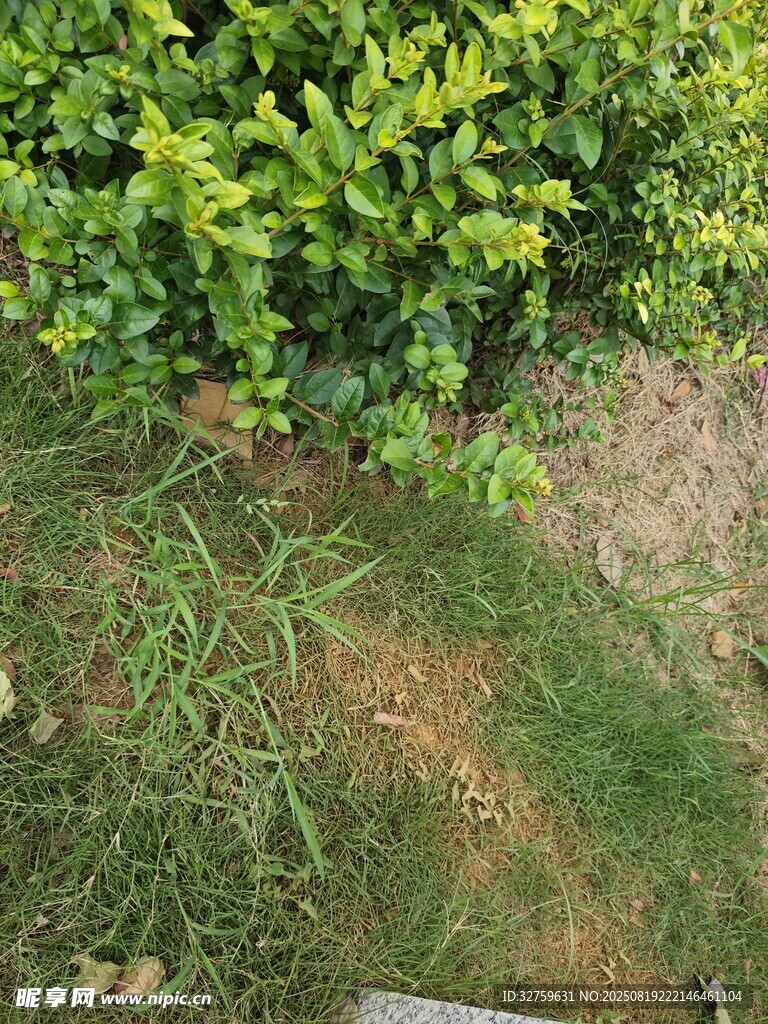 戶外綠植景觀一角