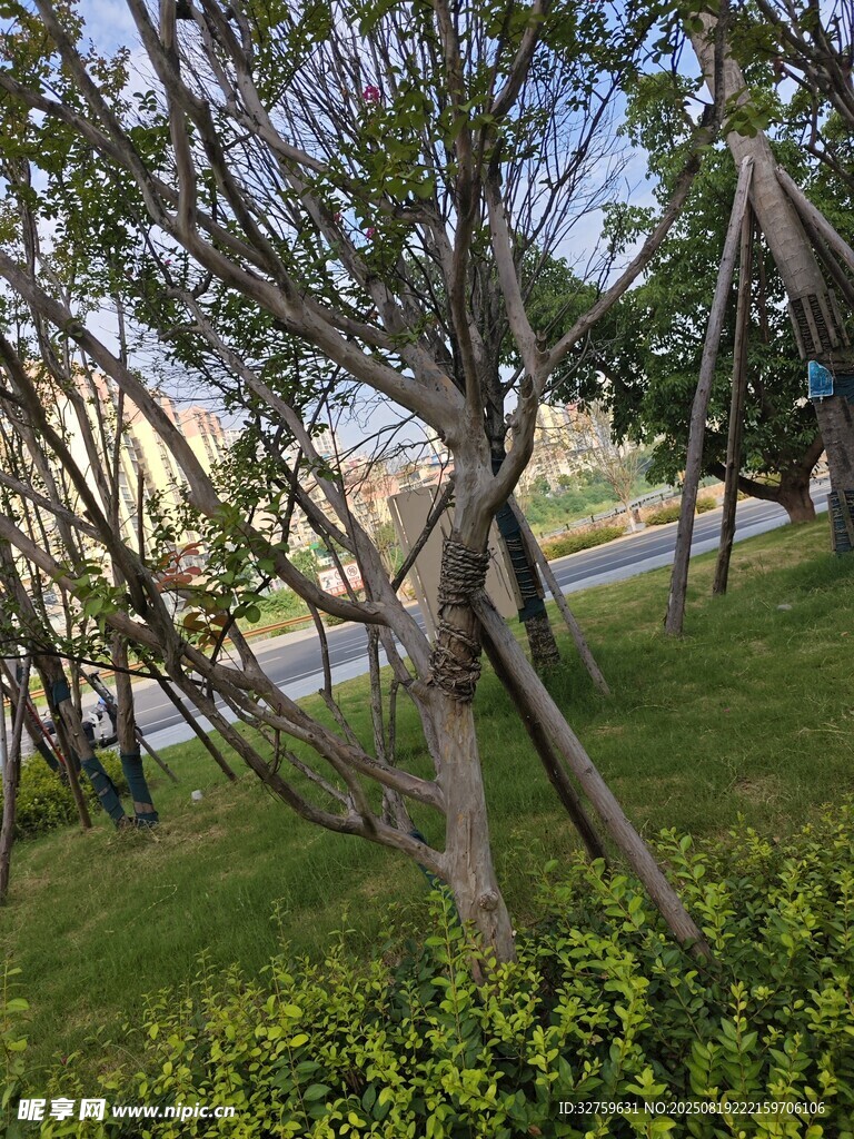 公園中交錯(cuò)生長(zhǎng)的樹木