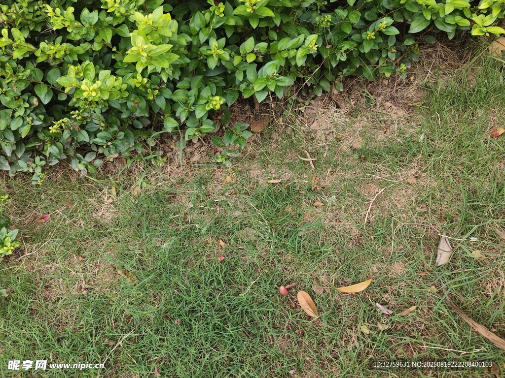 綠草與綠植的自然景致
