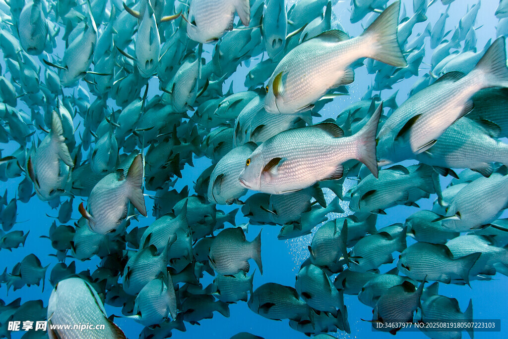海洋中游動的群魚景觀