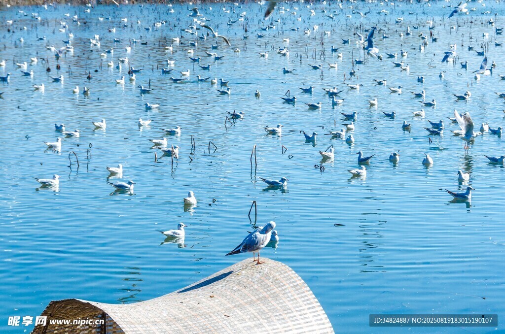 湖畔群鳥棲息