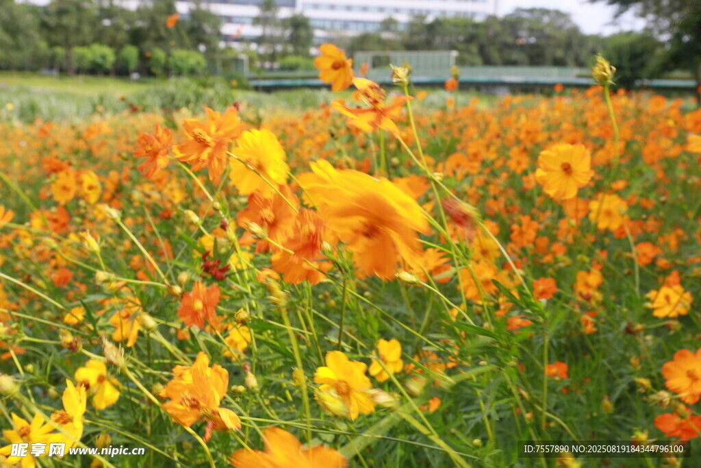 風(fēng)中的花